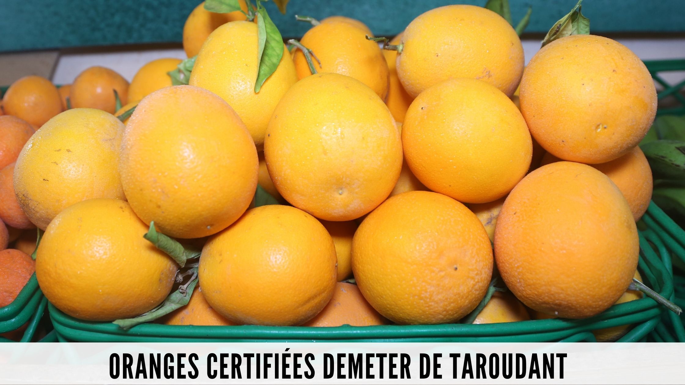 Oranges certifiées Demeter de Taroudant