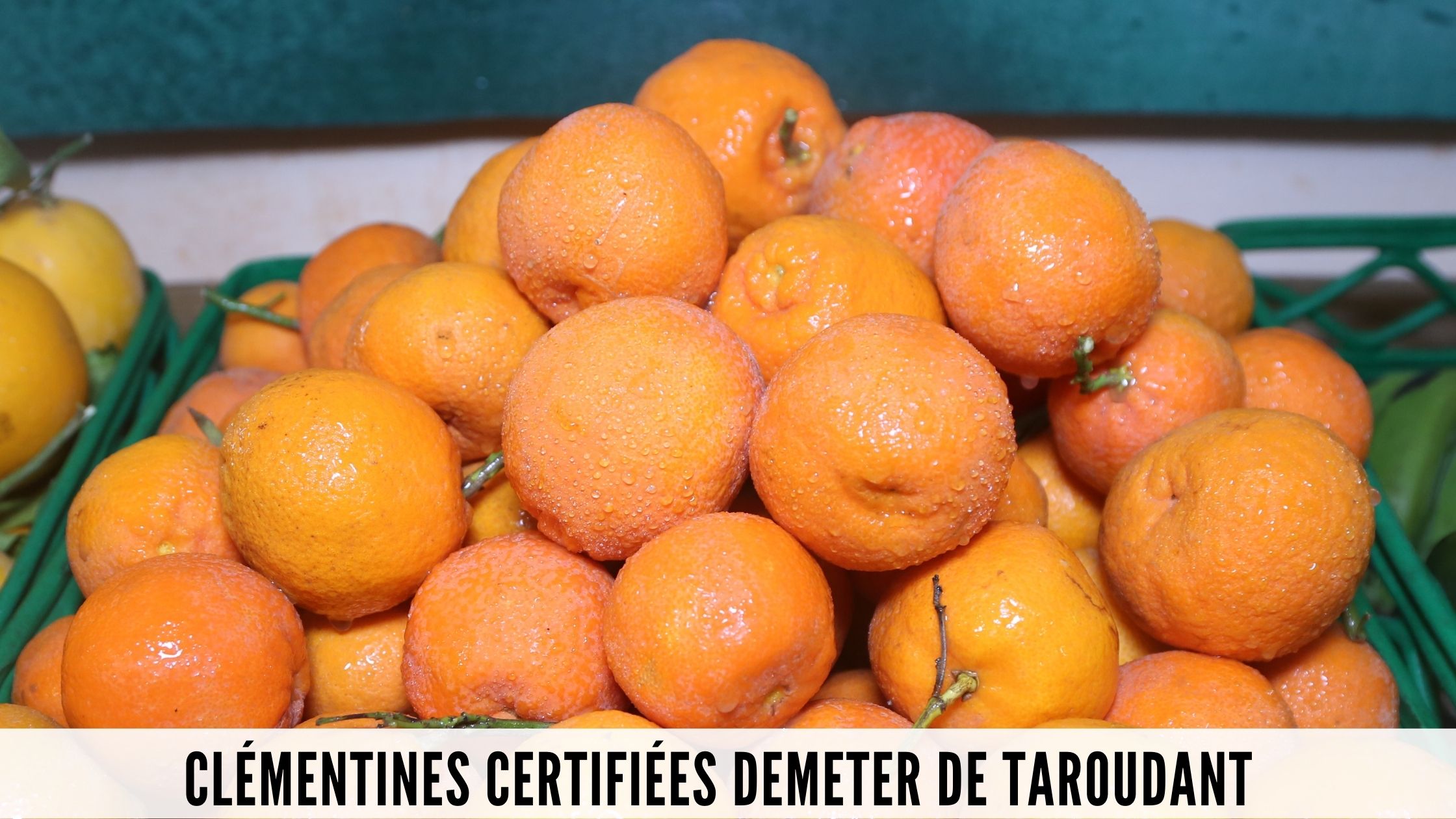 Clémentines certifiées Demeter de Taroudant
