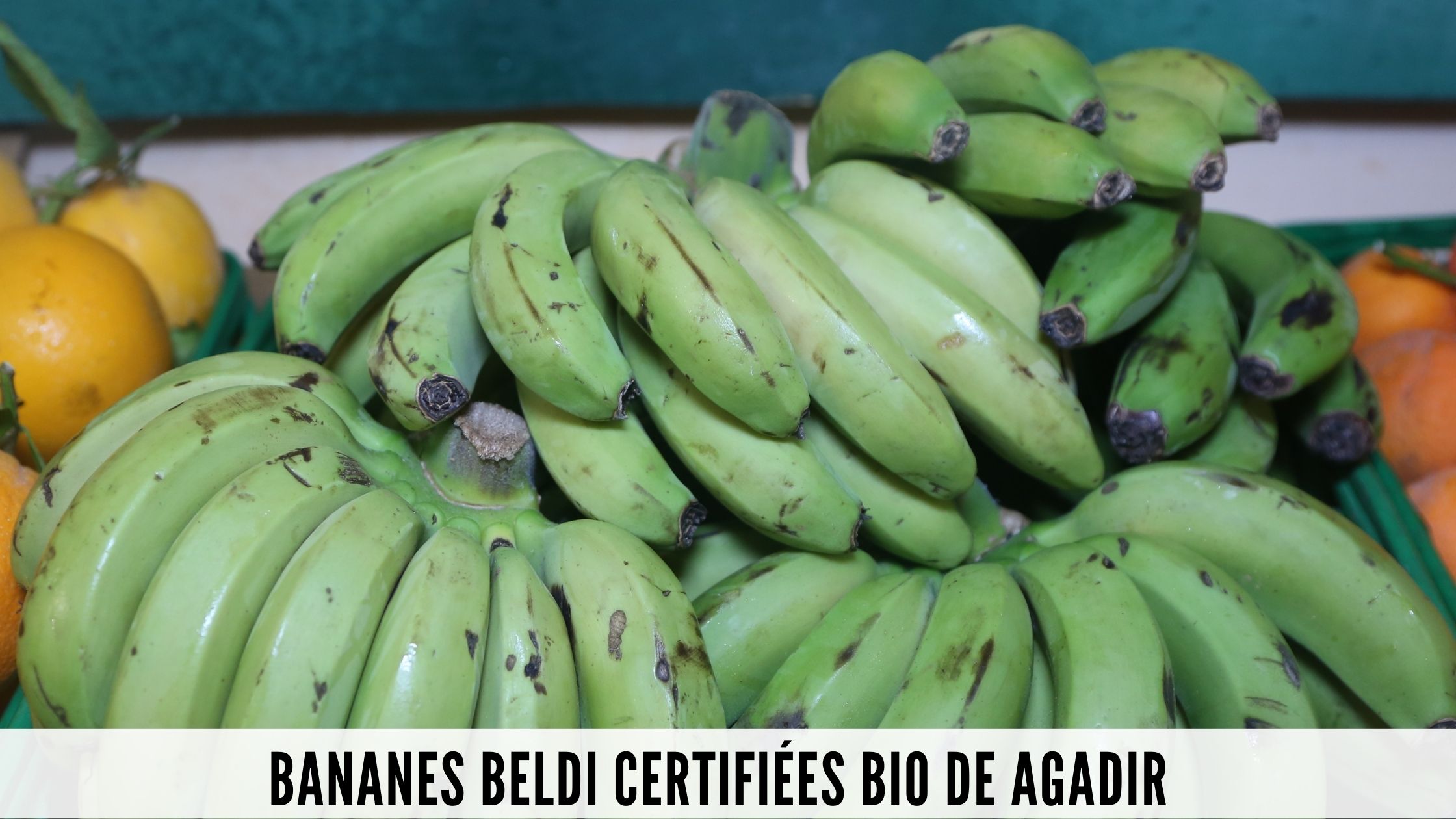 Bananes Beldi certifiées Bio de Agadir