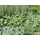 Herbes Aromatiques et Epices