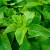 Fresh Moroccan Organic Mint – 1 bunch