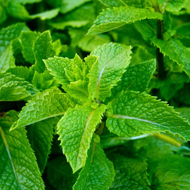 Menthe bio fraîche 1 botte – Variétés marocaines Menthe bio fraîche 1 botte – Variétés marocaines