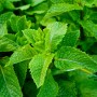 Menthe bio fraîche 1 botte – Variétés marocaines