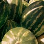 Pastèque bio Beldi – 1 kg