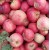 Demeter Organic Gala Apples – 1 kg