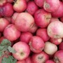 Pommes Gala bio Demeter – 1 kg