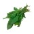 Fresh Organic Arugula – 1 bunch