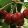 Cerises 1 Kg