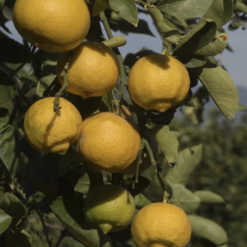 Citrons Beldi 1kg Citrons Beldi 1kg