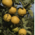 Citrons Beldi 1kg