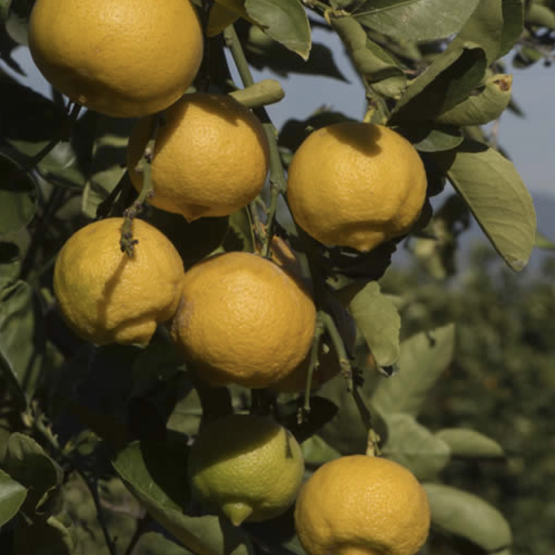 Citrons Beldi 1kg Citrons Beldi 1kg