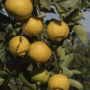 Citrons Beldi 1kg