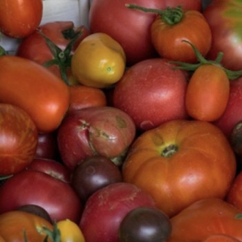 Tomates variétés anciennes 1Kg