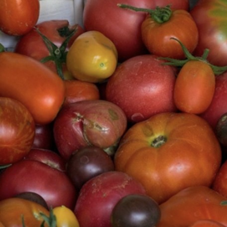 Tomates variétés anciennes bio – 1 kg Tomates variétés anciennes bio – 1 kg