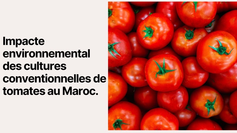Impacte environnemental des cultures conventionnelles de tomates au Maroc