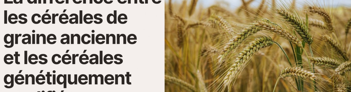La différence entre les céréales de graine ancienne et les céréales génétiquement modifiées