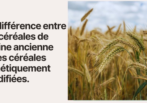 La différence entre les céréales de graine ancienne et les céréales génétiquement modifiées