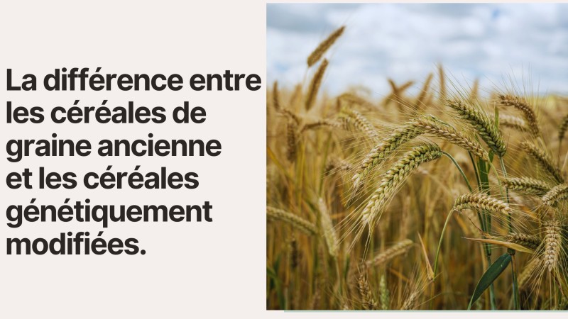 La différence entre les céréales de graine ancienne et les céréales génétiquement modifiées