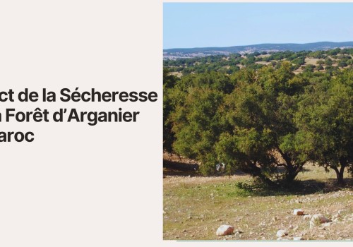 Impact de la Sécheresse sur la Forêt d’Arganier au Maroc