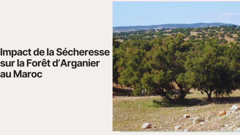 Impact de la Sécheresse sur la Forêt d’Arganier au Maroc