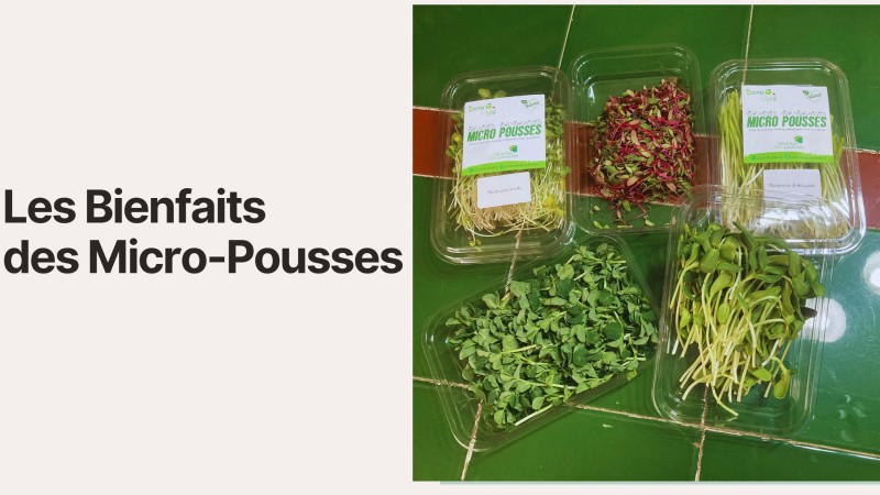 Les Bienfaits des Micro-Pousses : Le Super-Aliment que Vous Devez Connaître