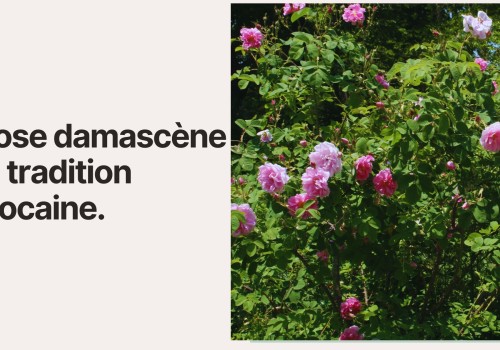 La rose damascène et la tradition marocaine