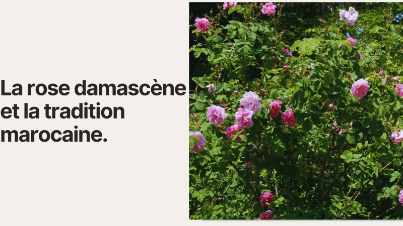 La rose damascène et la tradition marocaine