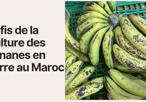 la Cultivation des Bananes en Serre au Maroc