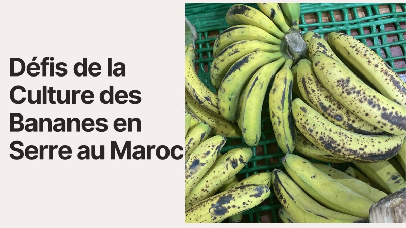 la Cultivation des Bananes en Serre au Maroc