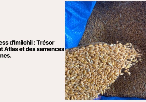 Blé Illkess d'Imilchil : Trésor du Haut Atlas et des semences anciennes