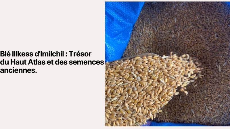 Illkess Wheat from Imilchil: High Atlas Treasure and Ancient Seeds