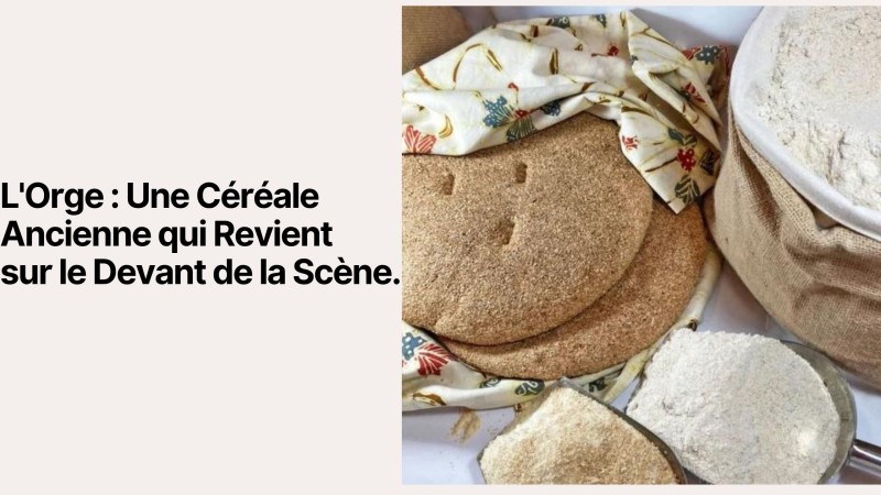 L'Orge : Une Céréale Ancienne qui Revient sur le Devant de la Scène
