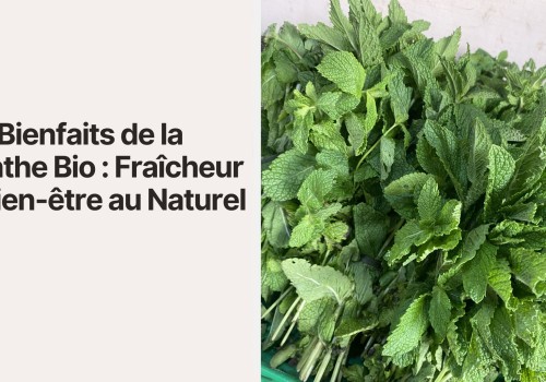 Les Bienfaits de la Menthe Bio : Fraîcheur et Bien-être au Naturel