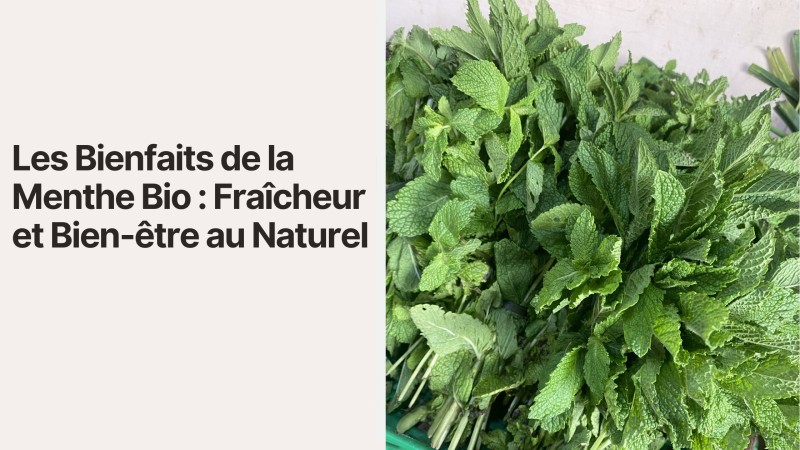 Les Bienfaits de la Menthe Bio : Fraîcheur et Bien-être au Naturel