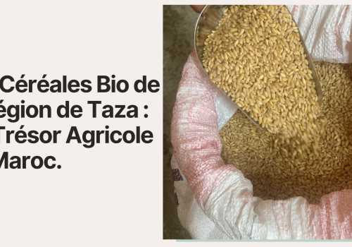 Les Céréales Bio de la Région de Taza : Un Trésor Agricole du Maroc