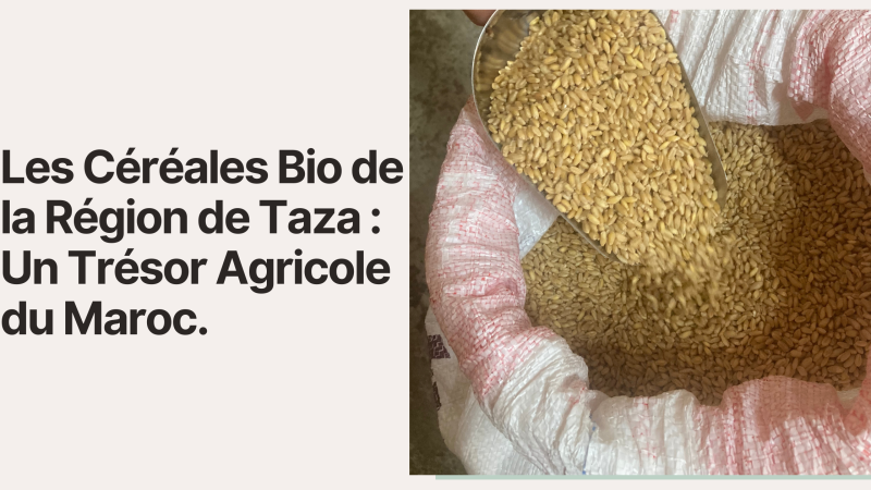 Les Céréales Bio de la Région de Taza : Un Trésor Agricole du Maroc