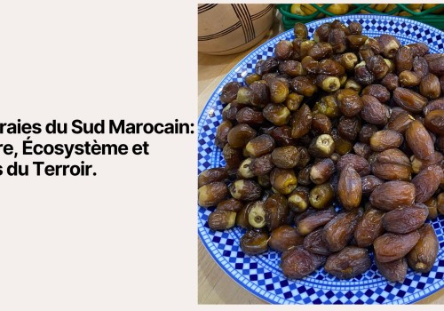 Palmeraies du Sud Marocain : Histoire, Écosystème et Dattes du Terroir