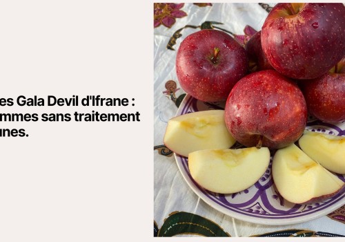 Pommes Gala Devil d'Ifrane : Les pommes sans traitement de Younes
