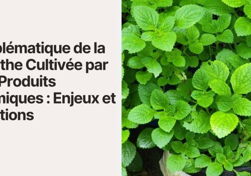 Problématique de la Menthe Cultivée par des Produits Chimiques  Enjeux et Solutions