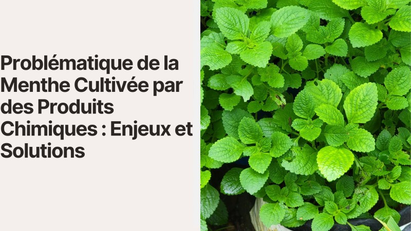 Problématique de la Menthe Cultivée par des Produits Chimiques  Enjeux et Solutions