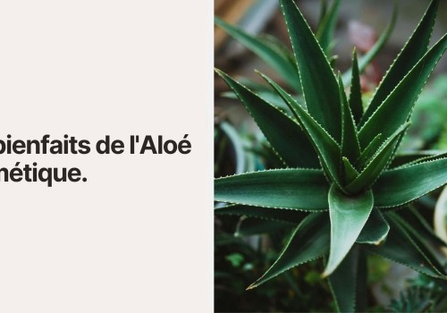 Les bienfaits de l'Aloé cosmétique