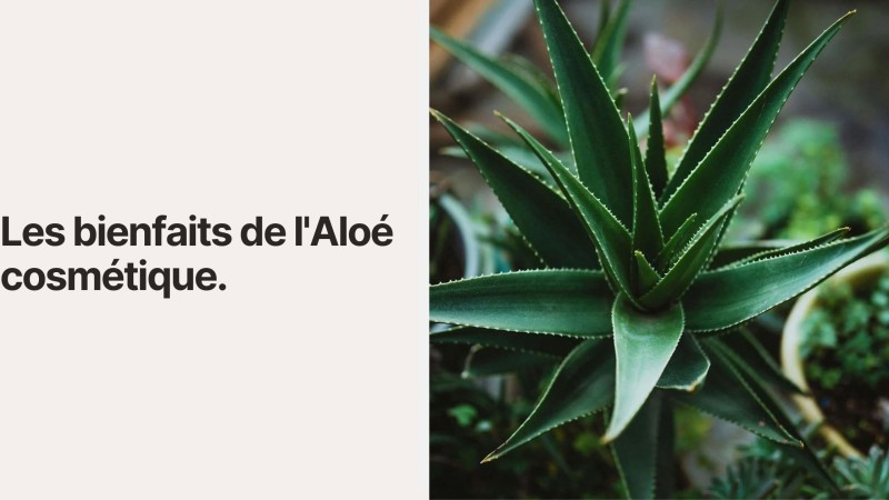 Les bienfaits de l'Aloé cosmétique