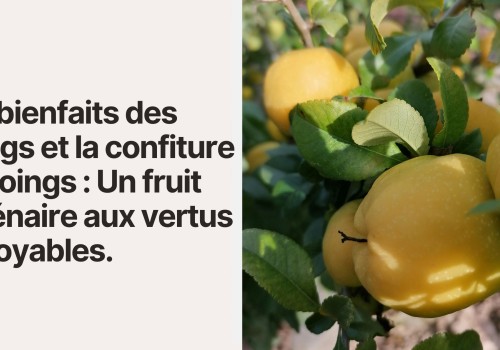 Les bienfaits des coings et la confiture de coings : Un fruit millénaire aux vertus incroyables