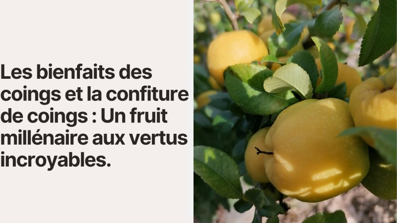 Les bienfaits des coings et la confiture de coings : Un fruit millénaire aux vertus incroyables
