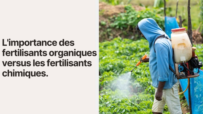 L'importance des fertilisants organiques versus les fertilisants chimiques
