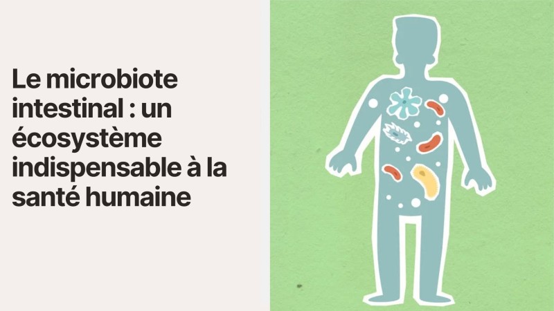 Le microbiote intestinal : un écosystème indispensable à la santé humaine