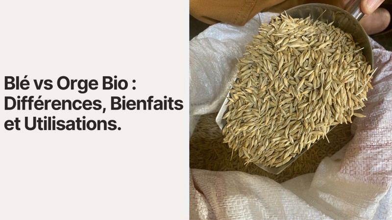 La différence entre blé et orge bio chez The Green Souk