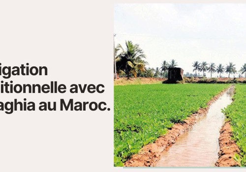 L’irrigation traditionnelle avec la Saghia au Maroc