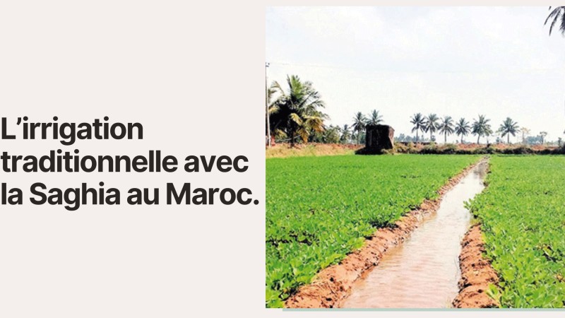 L’irrigation traditionnelle avec la Saghia au Maroc