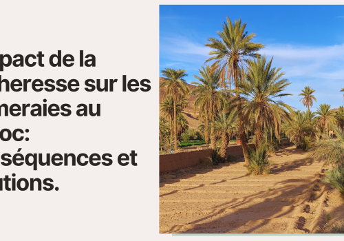 L'Impact de la Sécheresse sur les Palmeraies au Maroc: Conséquences et Solutions